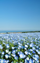 Nemophila (Baby Blue Eyes) field at Hitachi Seaside Park, Hitachinaka, Ibaraki, Japan