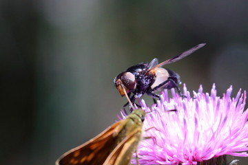Mosca su fiore viola in compagnia di farfalla