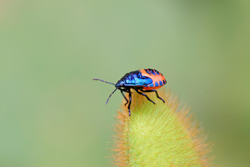 black stinkbug larvae on green leaf