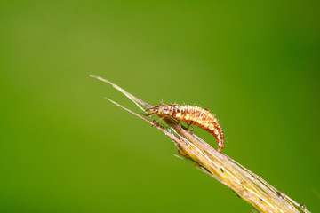 Big lacewing flies larvae - aphid lions