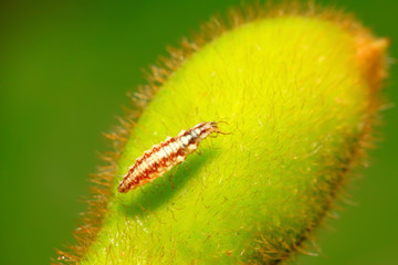 Big lacewing flies larvae - aphid lions