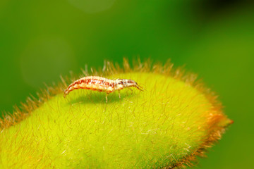 Big lacewing flies larvae - aphid lions
