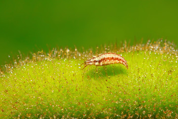 Big lacewing flies larvae - aphid lions