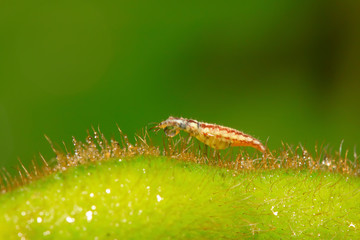 Big lacewing flies larvae - aphid lions