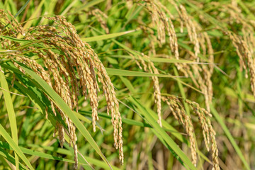 実りの秋　稲穂