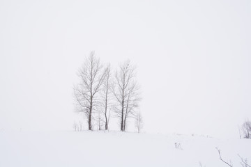 真冬の丘の冬木立　美瑛町
