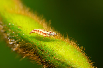Big lacewing flies larvae - aphid lions