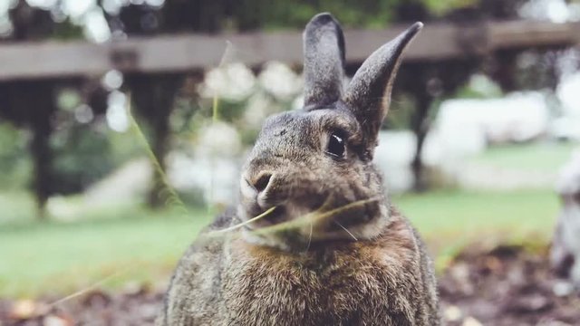 Small gray funny bunny rabbit eats hay and it twists around face