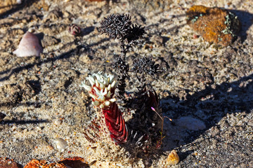 Unusual Red, White and Black Succulent 