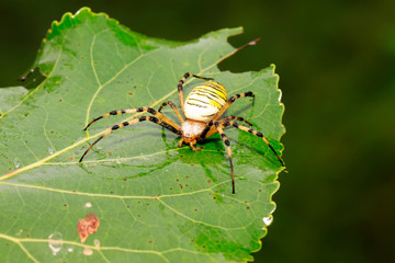 spider