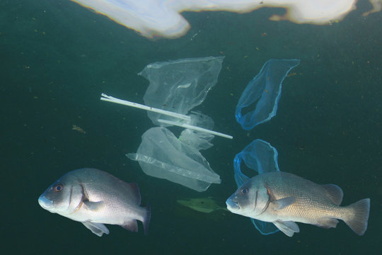 Fish and plastic pollution in ocean 