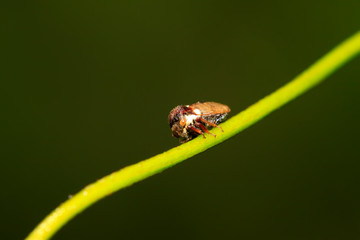 Membracidae insects