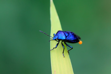 purple stinkbug on green leaf