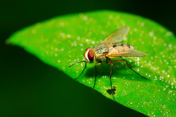 closeup of flesh fly