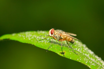 closeup of flesh fly