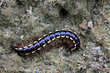 prospirobolus