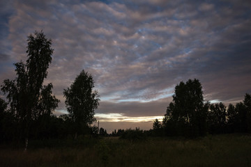 Night in the forest by moonlight, clouds are illuminated by moonlight
