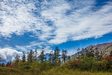 長野県栂池高原の秋