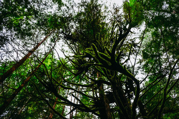 Forest in Tofino, BC, Canada