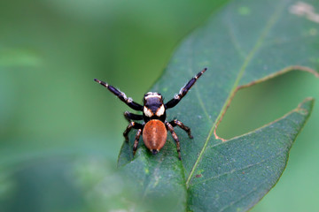 spider