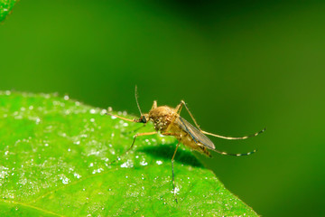 mosquito