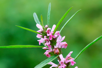 labiatae flowers motherwort