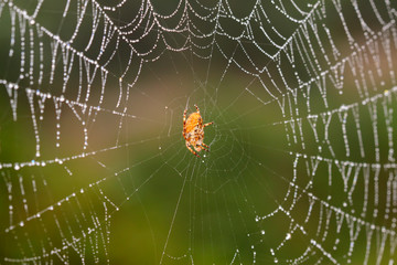 spider