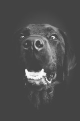 schwarzer Labrador Portrait Schwarzweiss