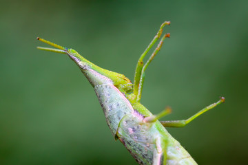 locust head