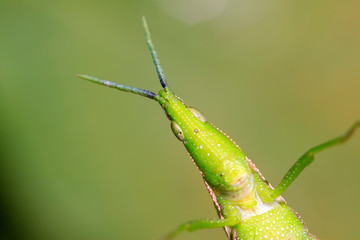 locust head