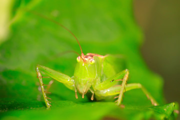 katydids nymphs