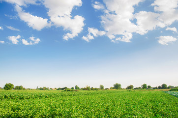 potato plantations grow in the field. vegetable rows. Landscape with agricultural land. farming, agriculture. selective focus