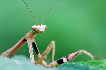 closeup of brown mantis