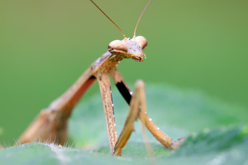 closeup of brown mantis
