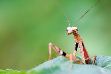 closeup of brown mantis