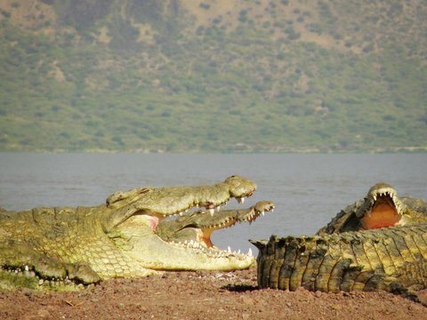 Crocodiles, Lake Chamo, Ethiopia