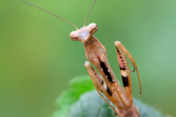 closeup of brown mantis