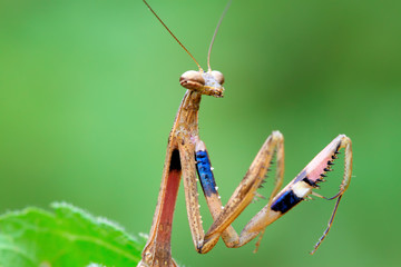 closeup of brown mantis