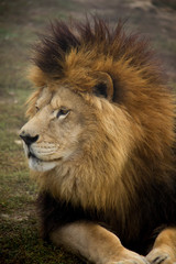 Portrait of Lion (Panthera leo).