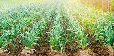 leek growing in the field. Agriculture, vegetables, organic agricultural products, agro-industry. farmlands. selective focus