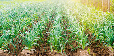 leek growing in the field. Agriculture, vegetables, organic agricultural products, agro-industry. farmlands. selective focus