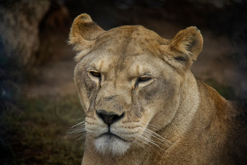 Portrait of Lion (Panthera leo) - female.