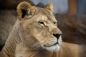 Portrait of Lion (Panthera leo) - female.
