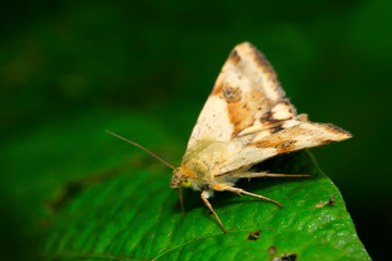 Moth insects
