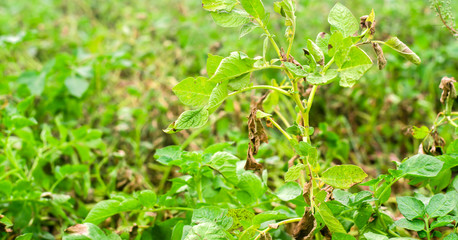 Leaves Of Potato With Diseases. Plant Of Potato Stricken Phytophthora (Phytophthora Infestans) In the field. Close Up. vegetables. farm agriculture. crop failure