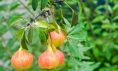 Fresh appetizing sweet orange pears grow on the tree on a sunny day. autumn harvest. healthy vegetables, diet vitamins