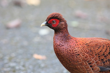 Copper Pheasant (Syrmaticus soemmerringii  ijimae) male in South Kyushu, Japan