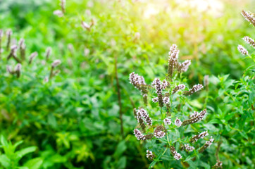 beautiful mint bloom in the garden. natural wallpaper / background. purple flowers. fragrant bush....