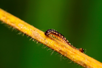 prospirobolus