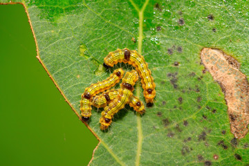 cute caterpillar on green leaf